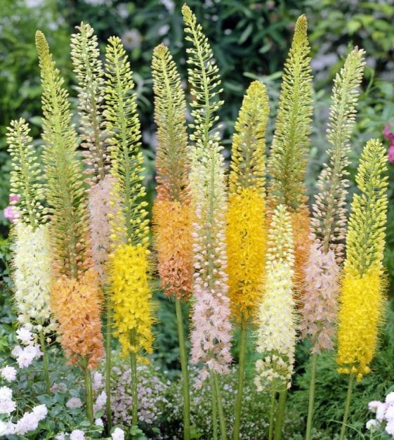 Try Eremerus! Not technically a bulb, but they’re fall-planted and easy to grow as long as you give them full sun, free draining soil, and a little space from any neighbors since they don’t compete well.