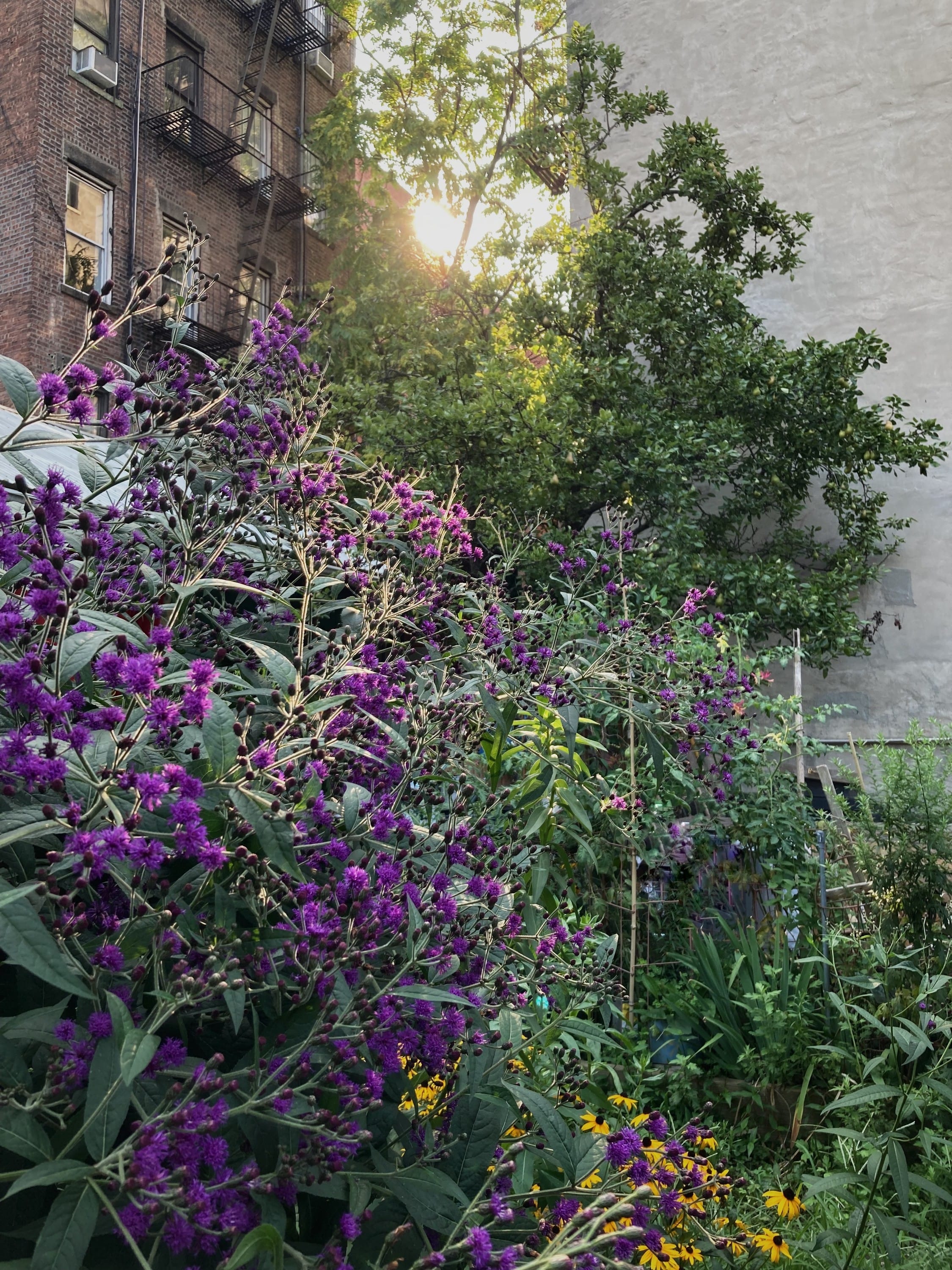 New York ironweed (Vernonia novaboracensis)