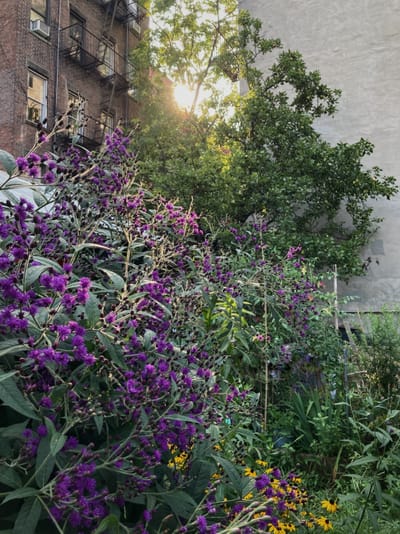 New York Ironweed