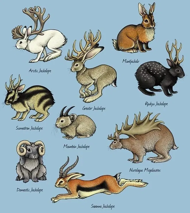 Jackalope Reference Guide