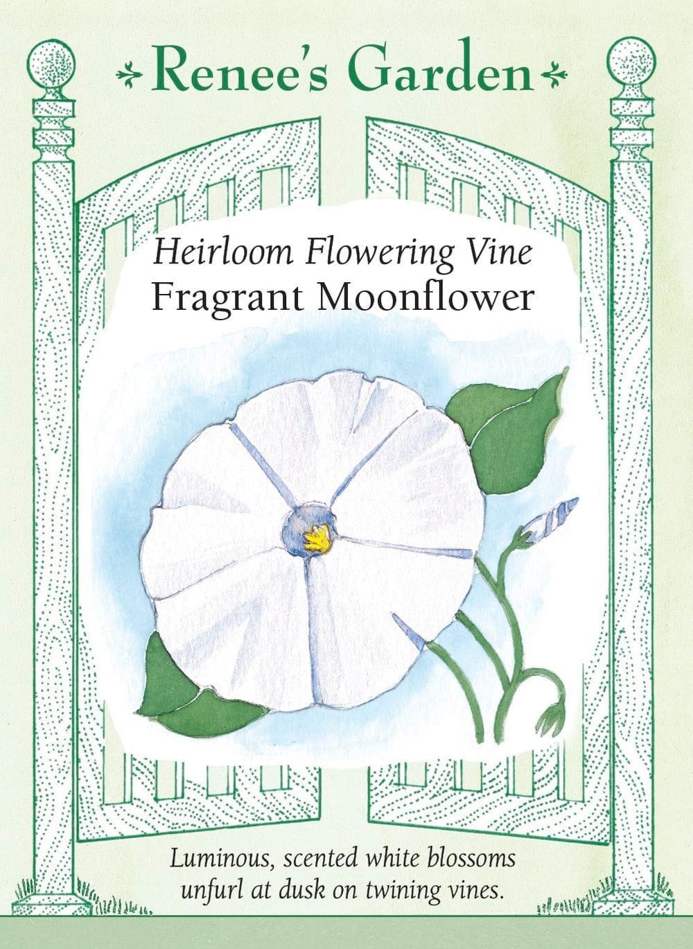 Moonflower Vine