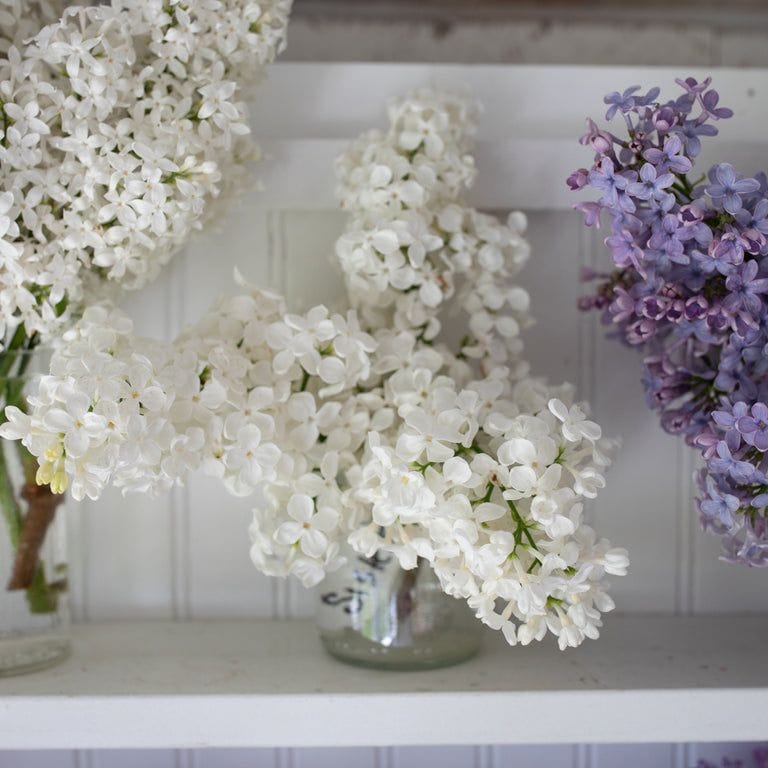Sister Justina Lilac