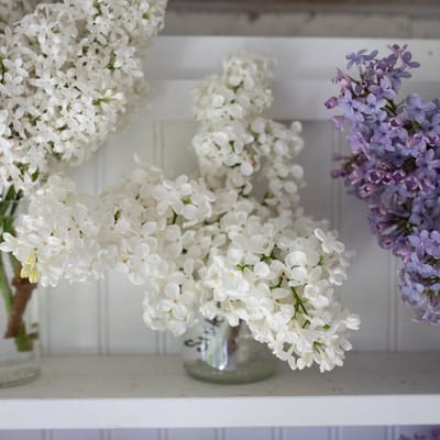 Sister Justina Lilac