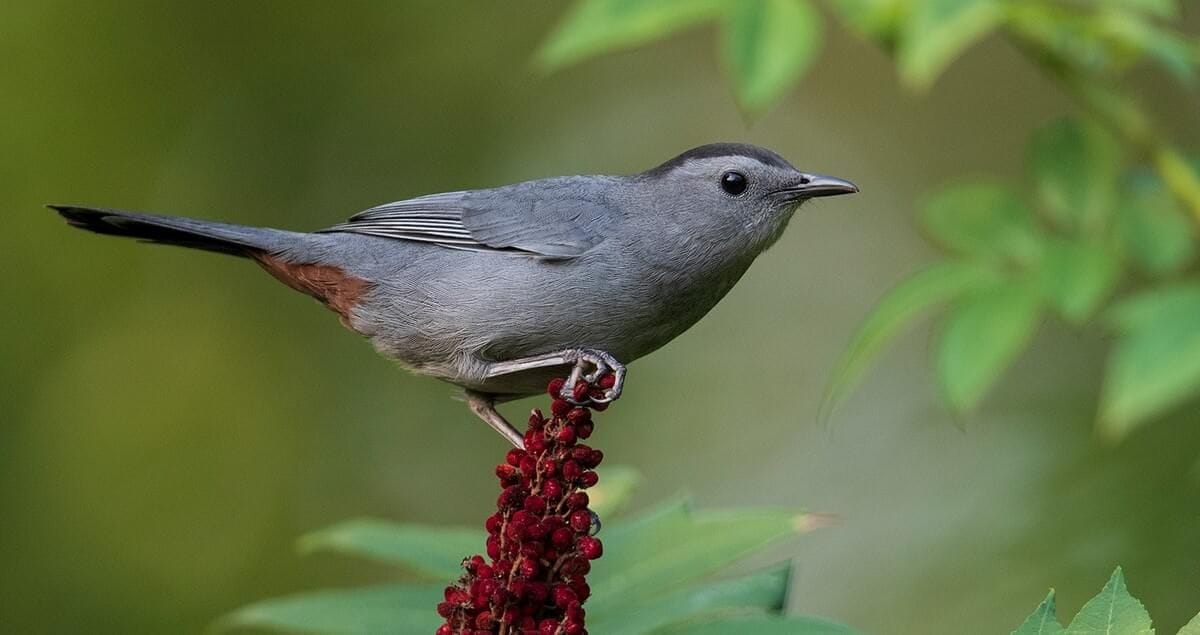 catbird