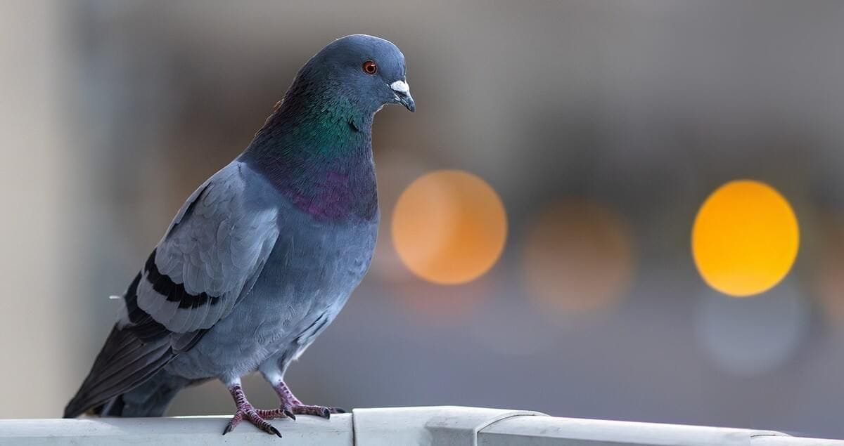 Pigeons