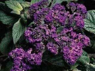 heliotrope