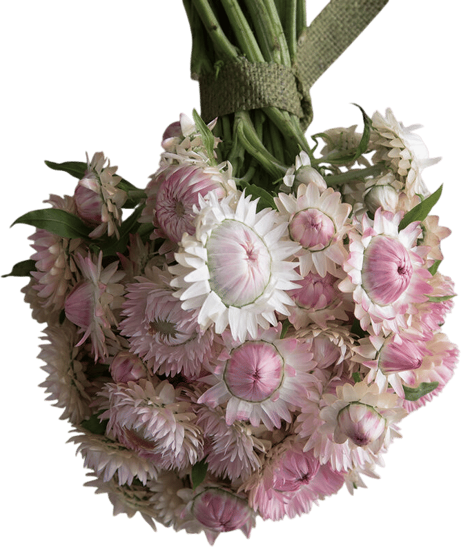 Silvery Rose Strawflower