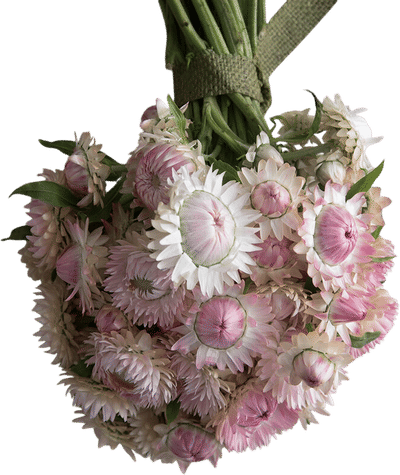 Silvery Rose Strawflower Seeds