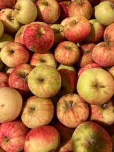 Maine Heritage Orchard