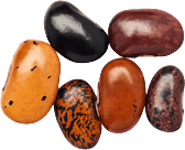 Ayocote Pinto Beans