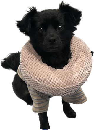 Loflaze Soft Inflatable Dog Cone Collar