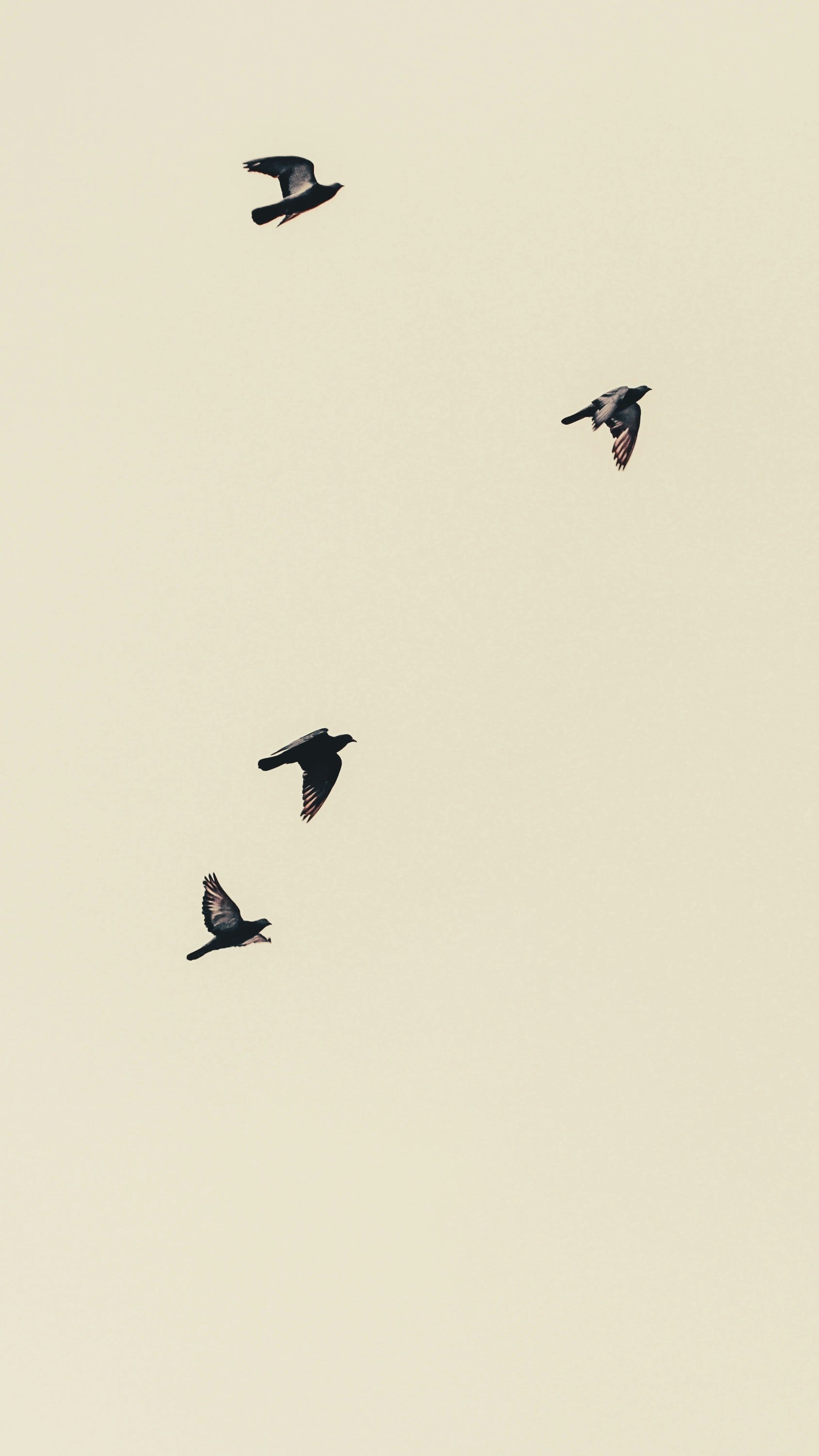 The Joy of Birds