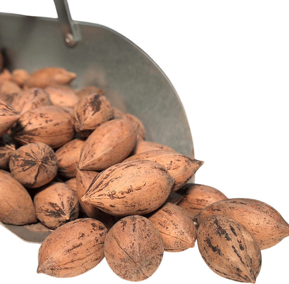 10 lbs raw pecans