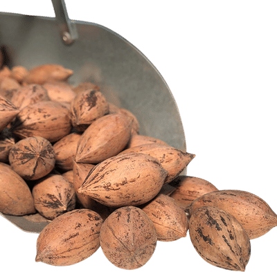 Raw Pecans