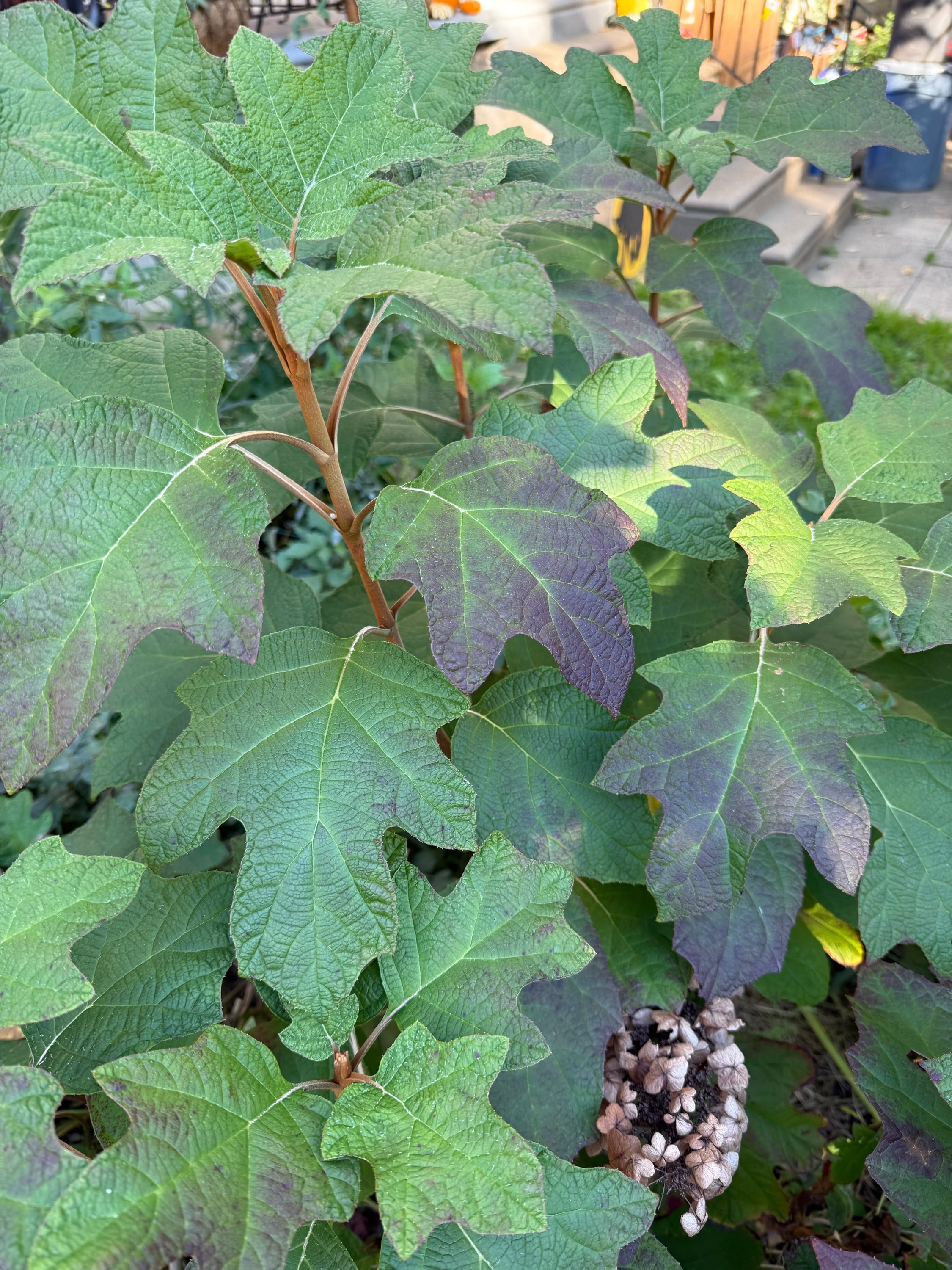 See Fall as a Second Spring