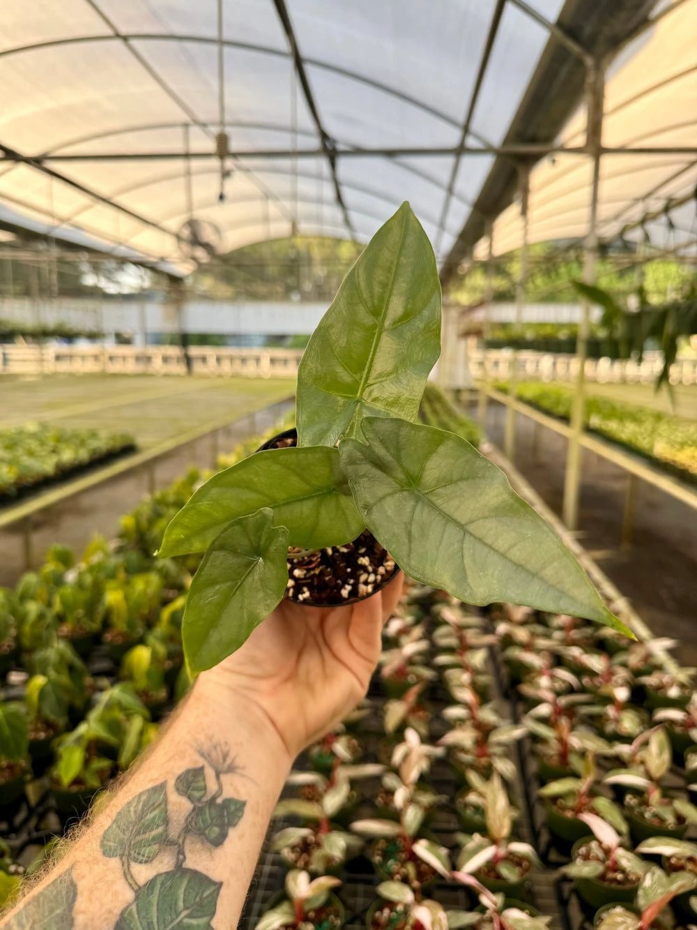 Alocasia Plants
