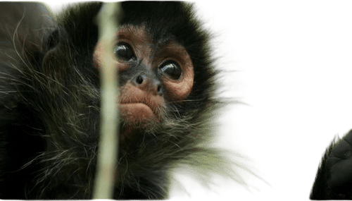 Planet Earth II- “Jungles”