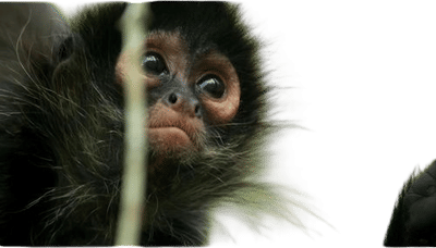 Planet Earth II