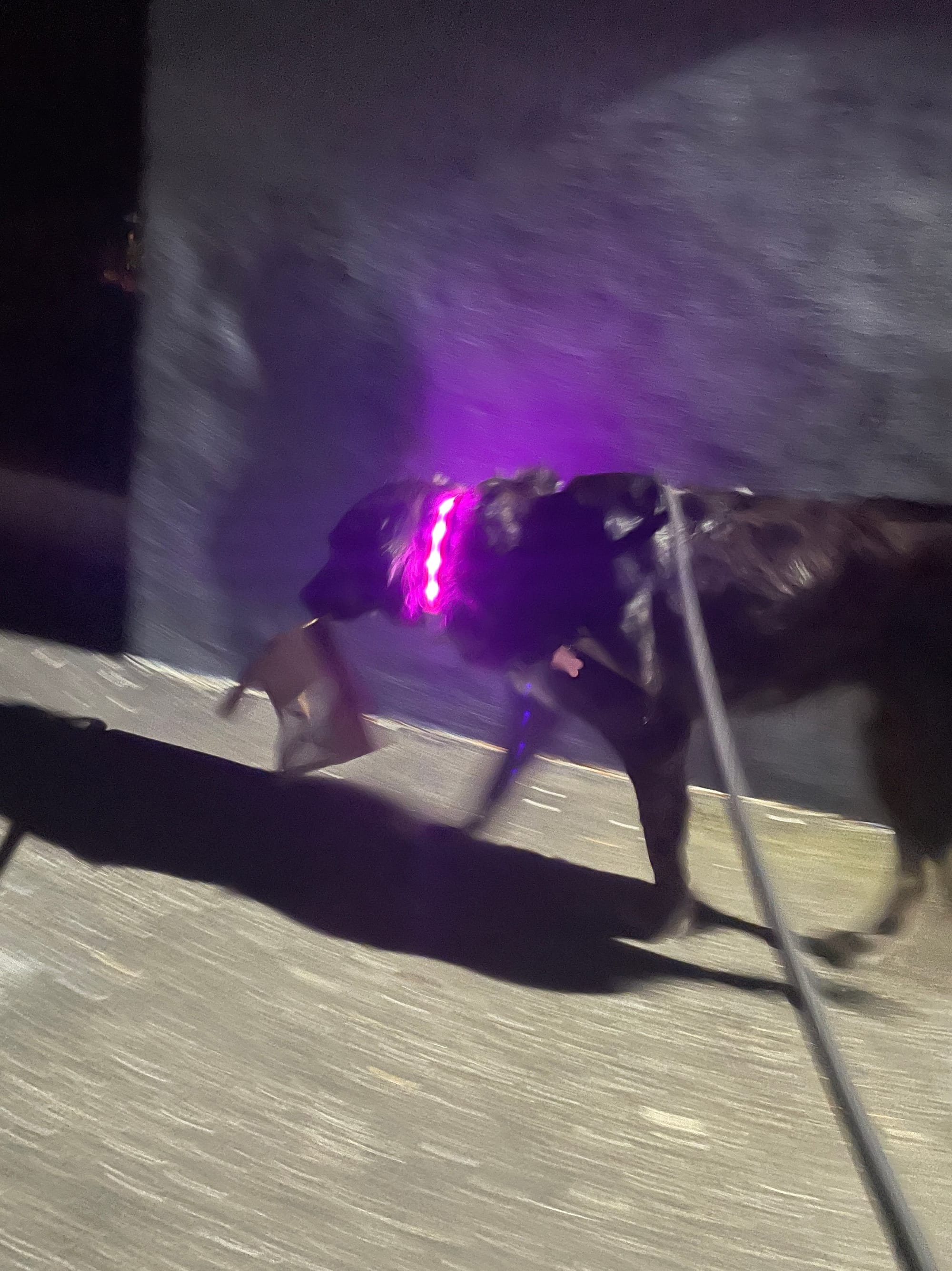 Blazin' LED USB Rechargeable Dog Collar