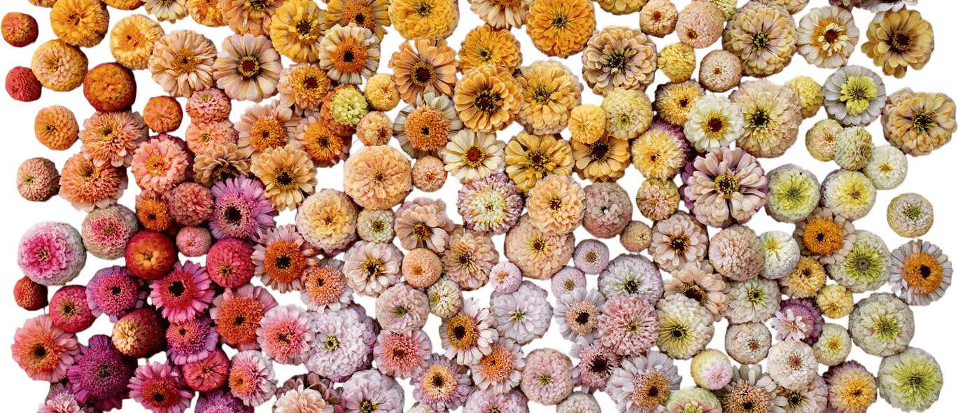 Floret Zinnias