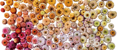 Floret Zinnia Seeds