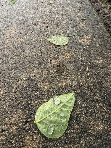 leaves after rain