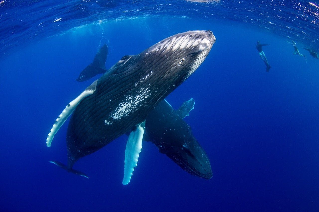 Swim with Humpback Whales in French Polynesia