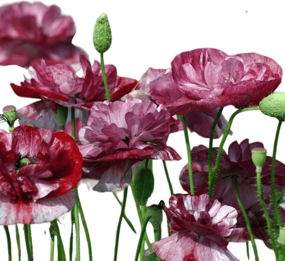 Shirley Poppy—Pandora