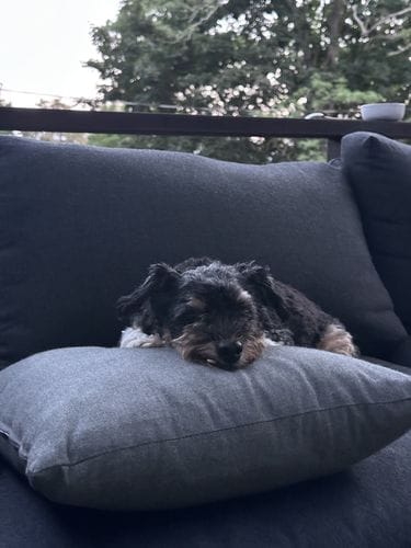 Winky Dog Cushion