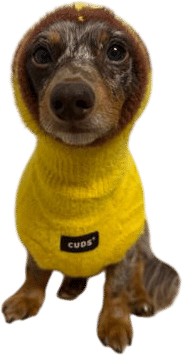 Pudding | CUDS Dog Sweater