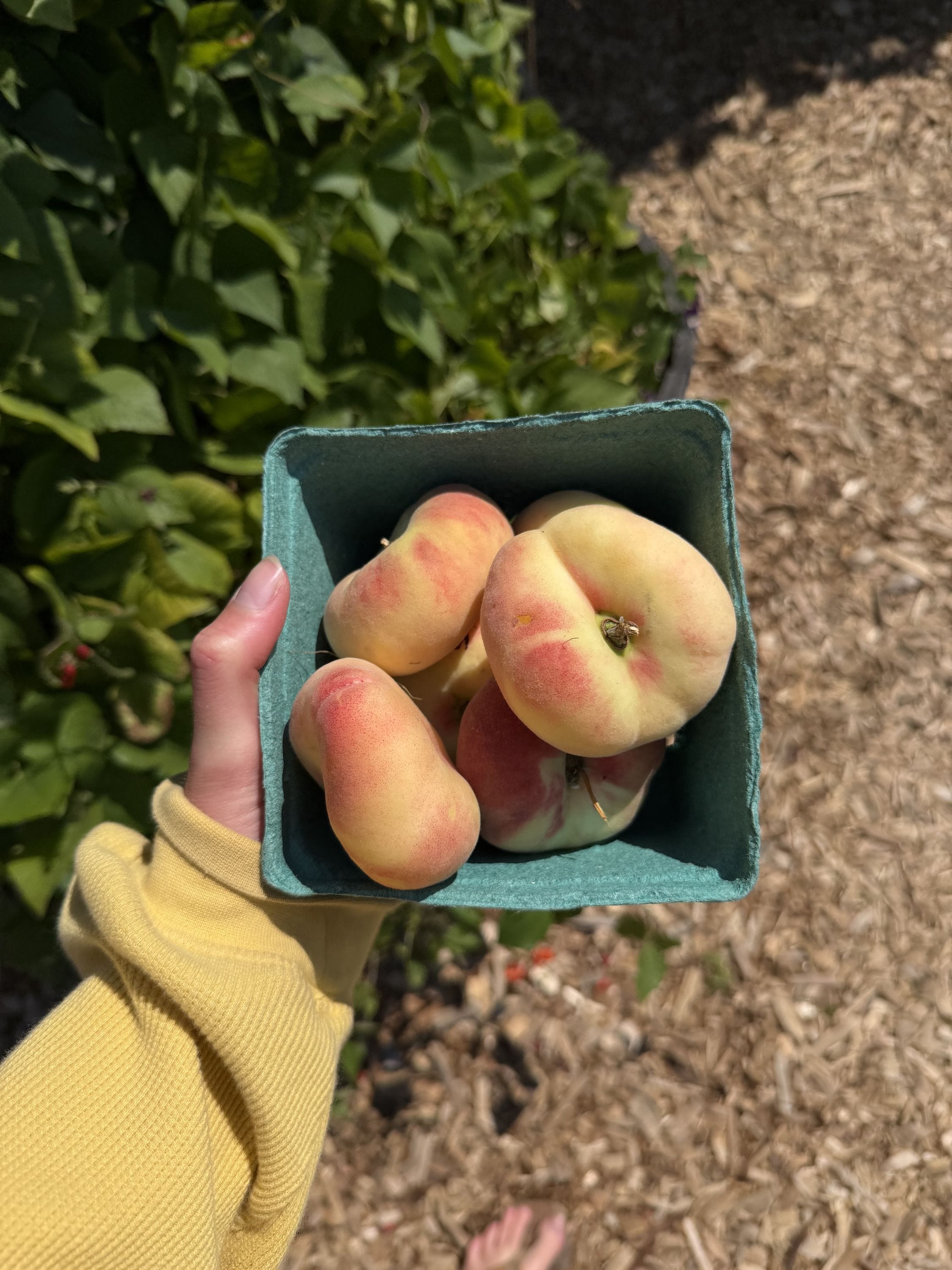 Doughnut peaches