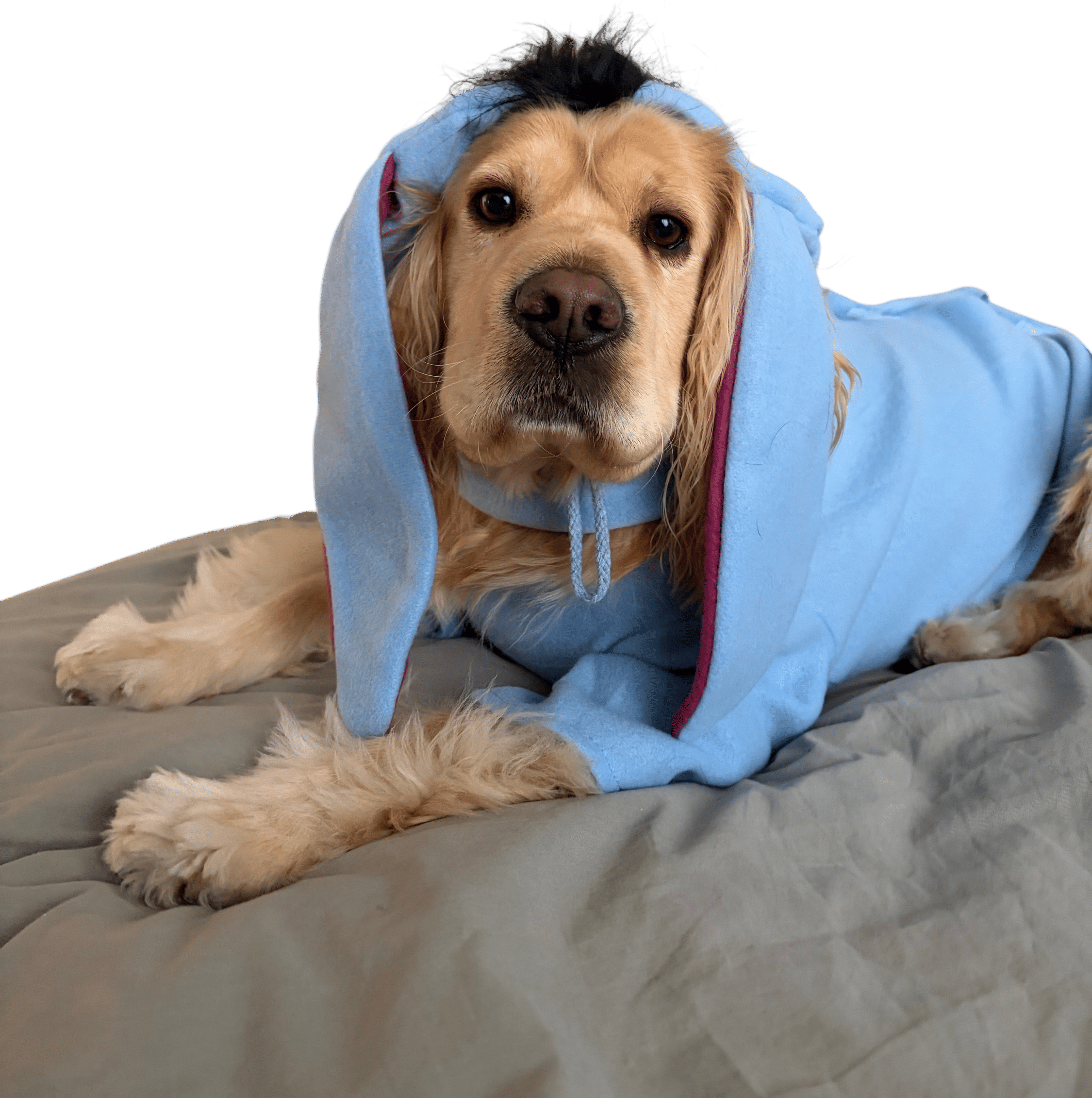 Dressing your dog up for Halloween