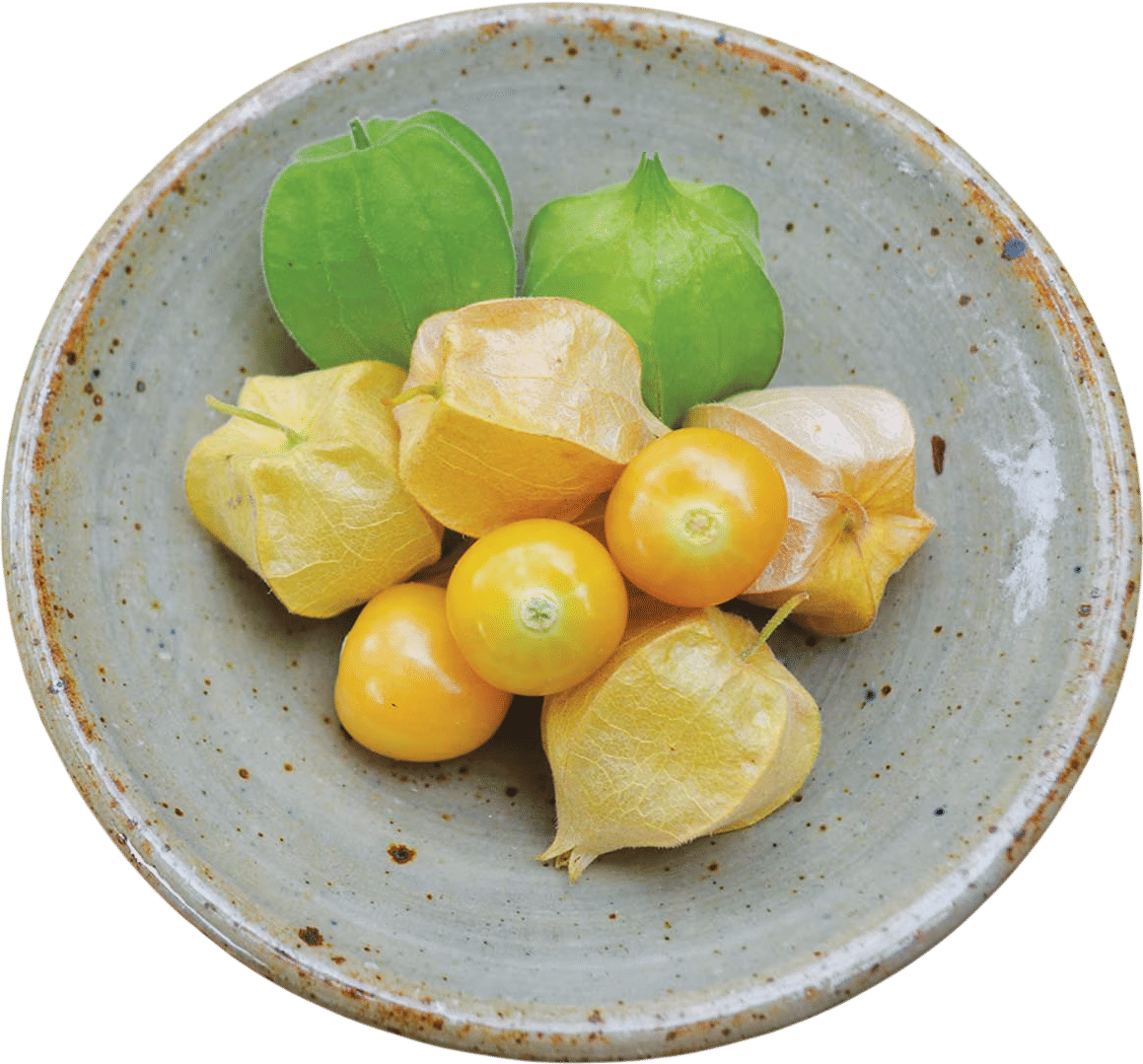 Aunt Molly's Ground Cherries
