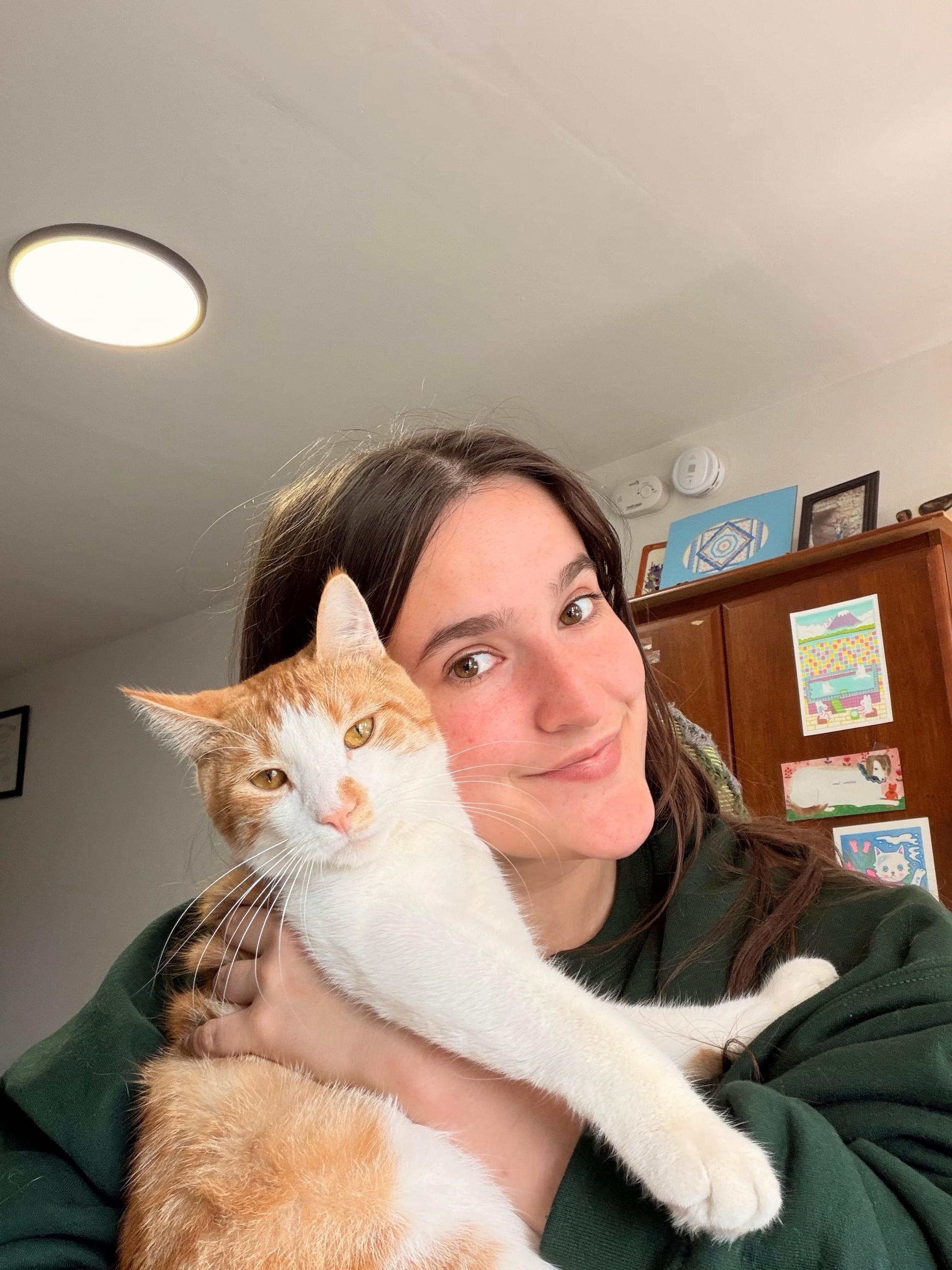 silly orange cats
