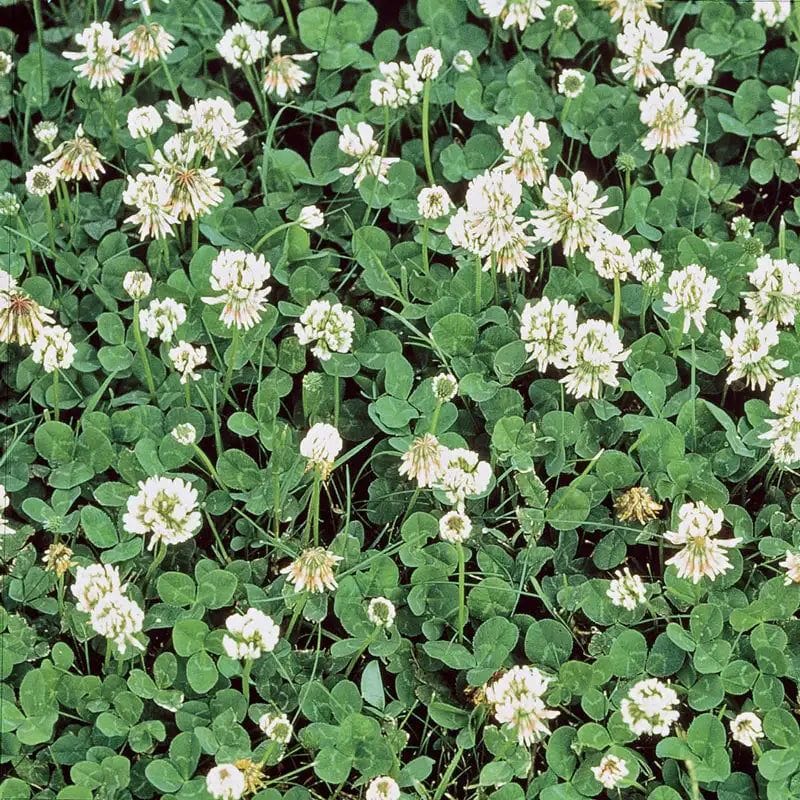 Clover as groundcover