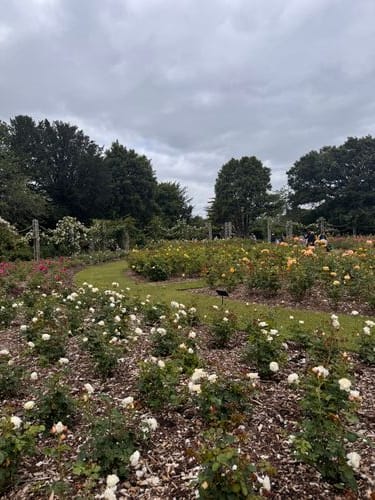 the queens garden