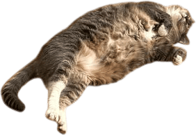 Having a Cat