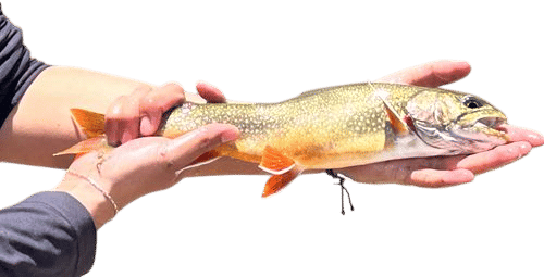 Fishing