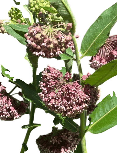 growing milkweed