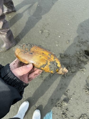 razor clamming