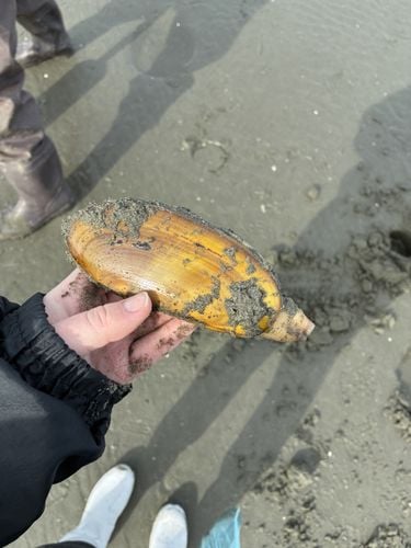 Razor Clamming in Washington