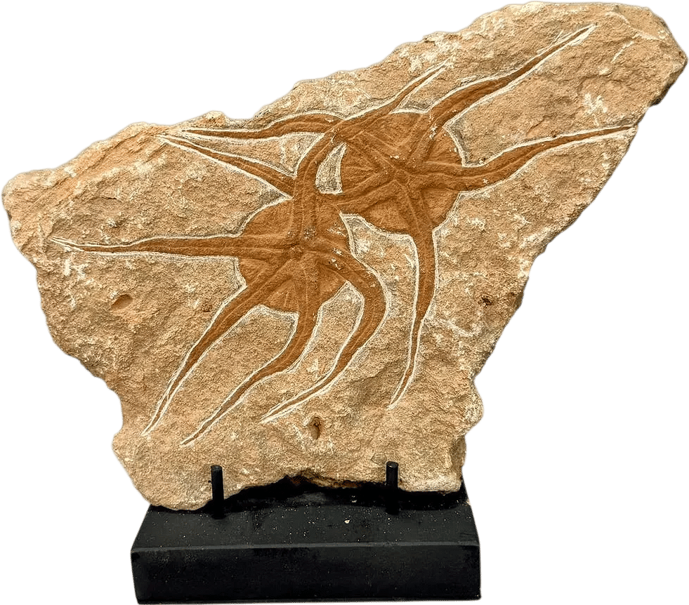Jurassic Double Starfish Fossil