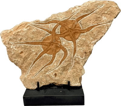 Jurassic Double Starfish Fossil