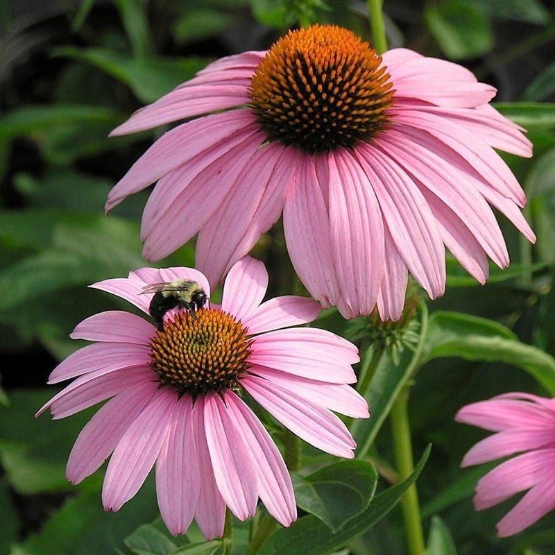 Purple Coneflower