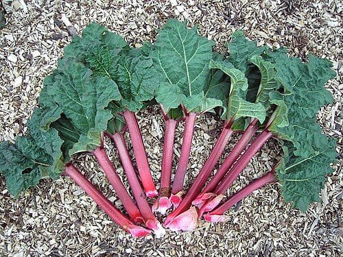 Buying over five lbs of rhubarb