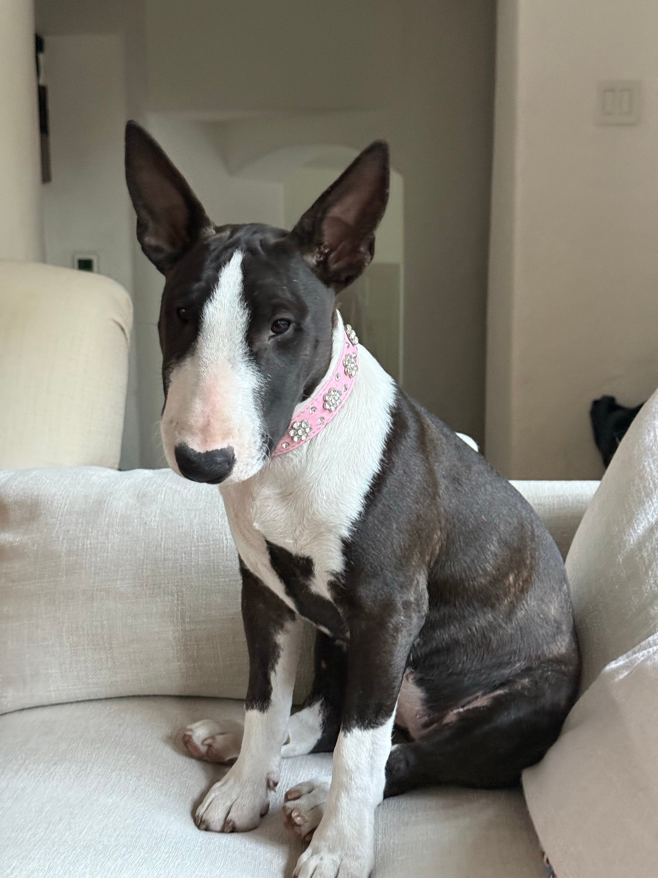 How To Raise A Mini Bull Terrier