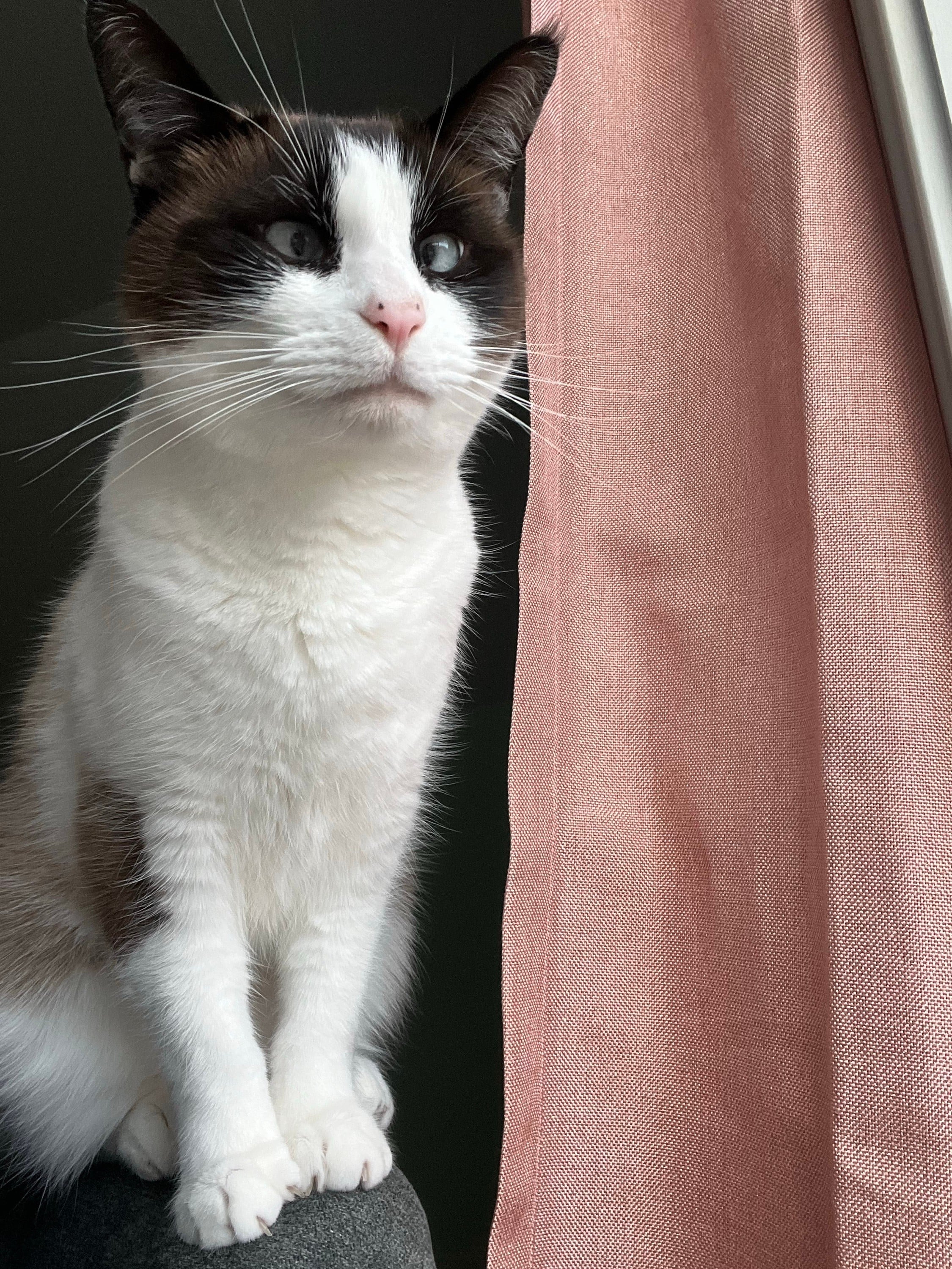 Cross-eyed cats