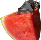 watermelon on a plane