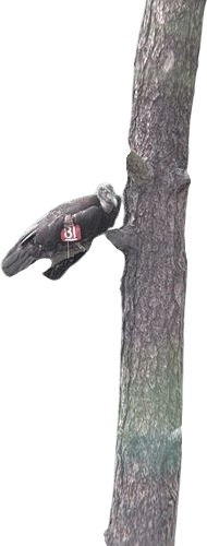 seeing a california condor