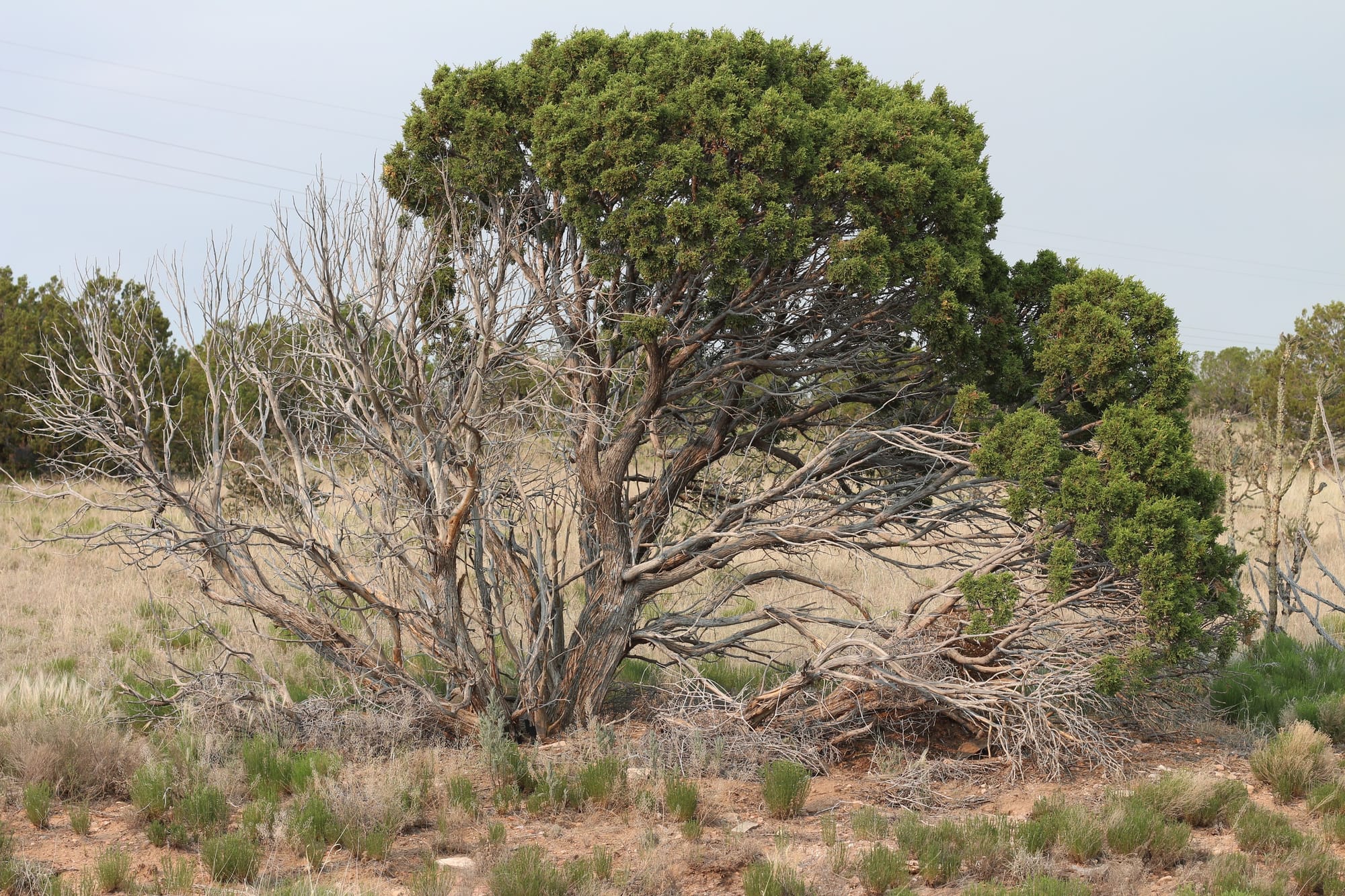 new mexico tree